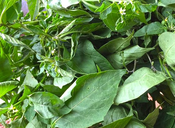Mnavu Leaves