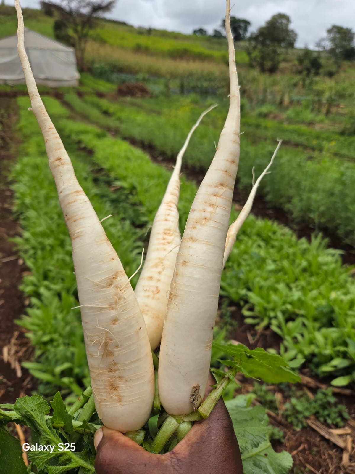 Radish