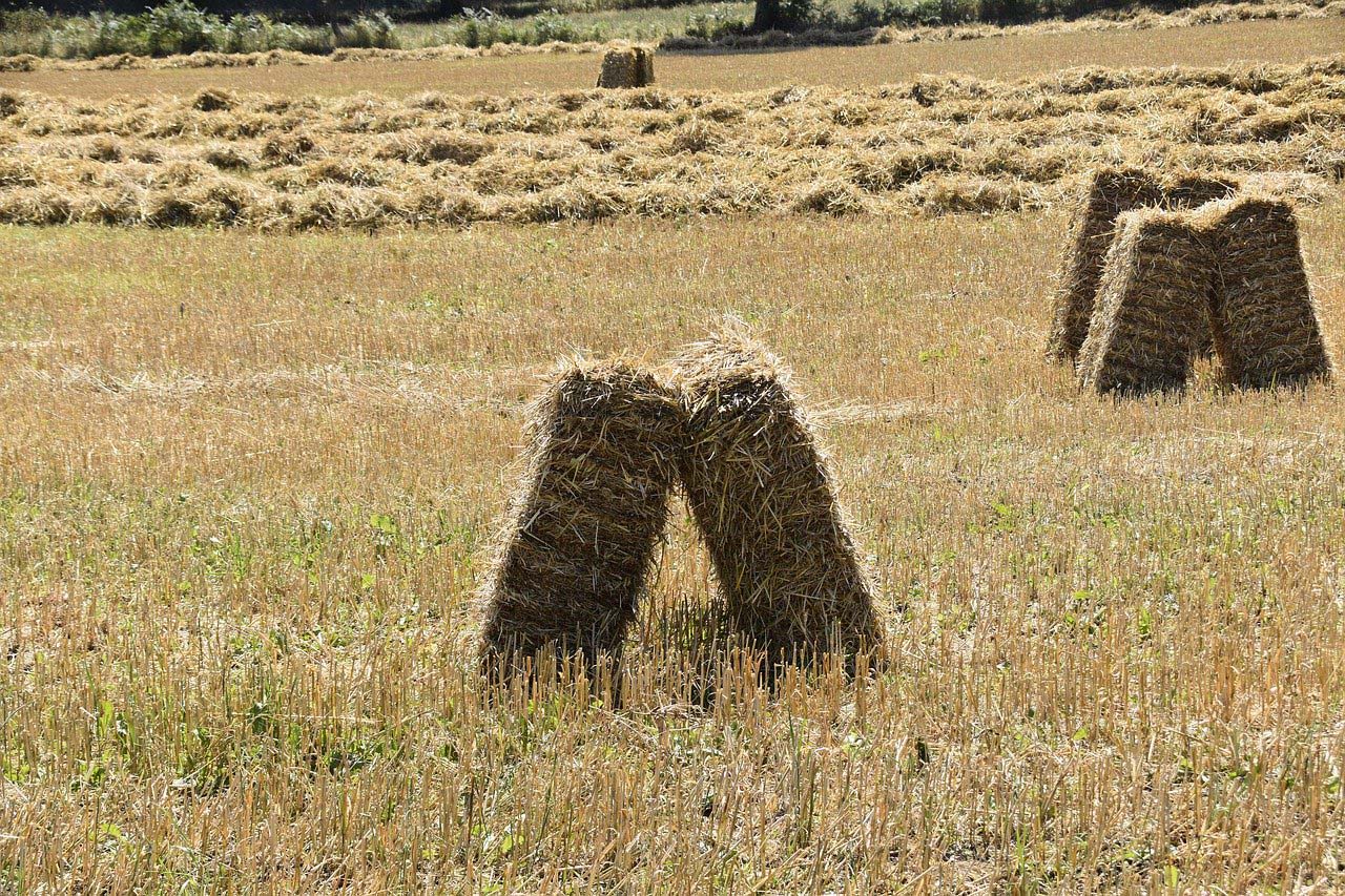 Forage Harvesting