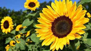Sun Flowers