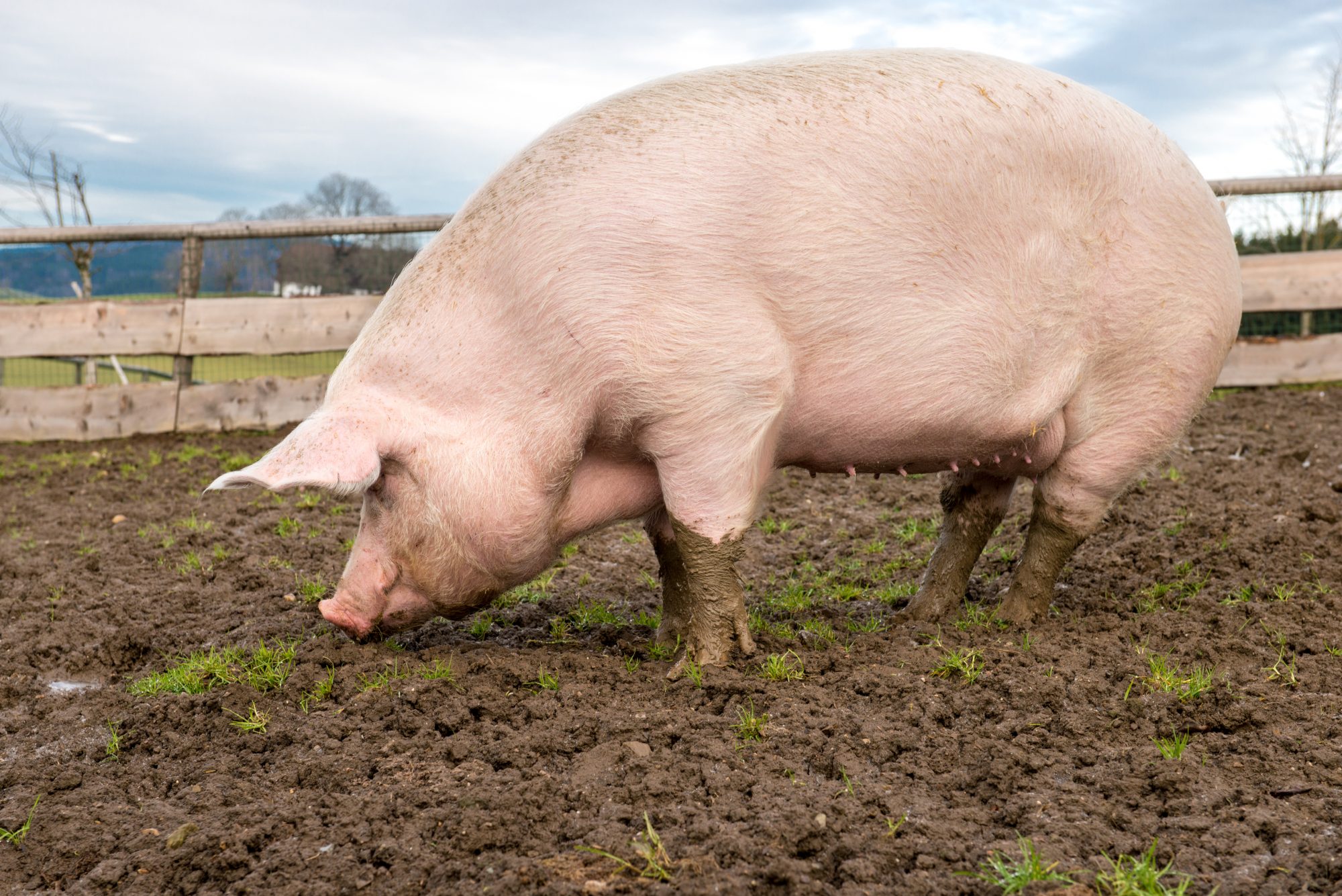 Pigs
