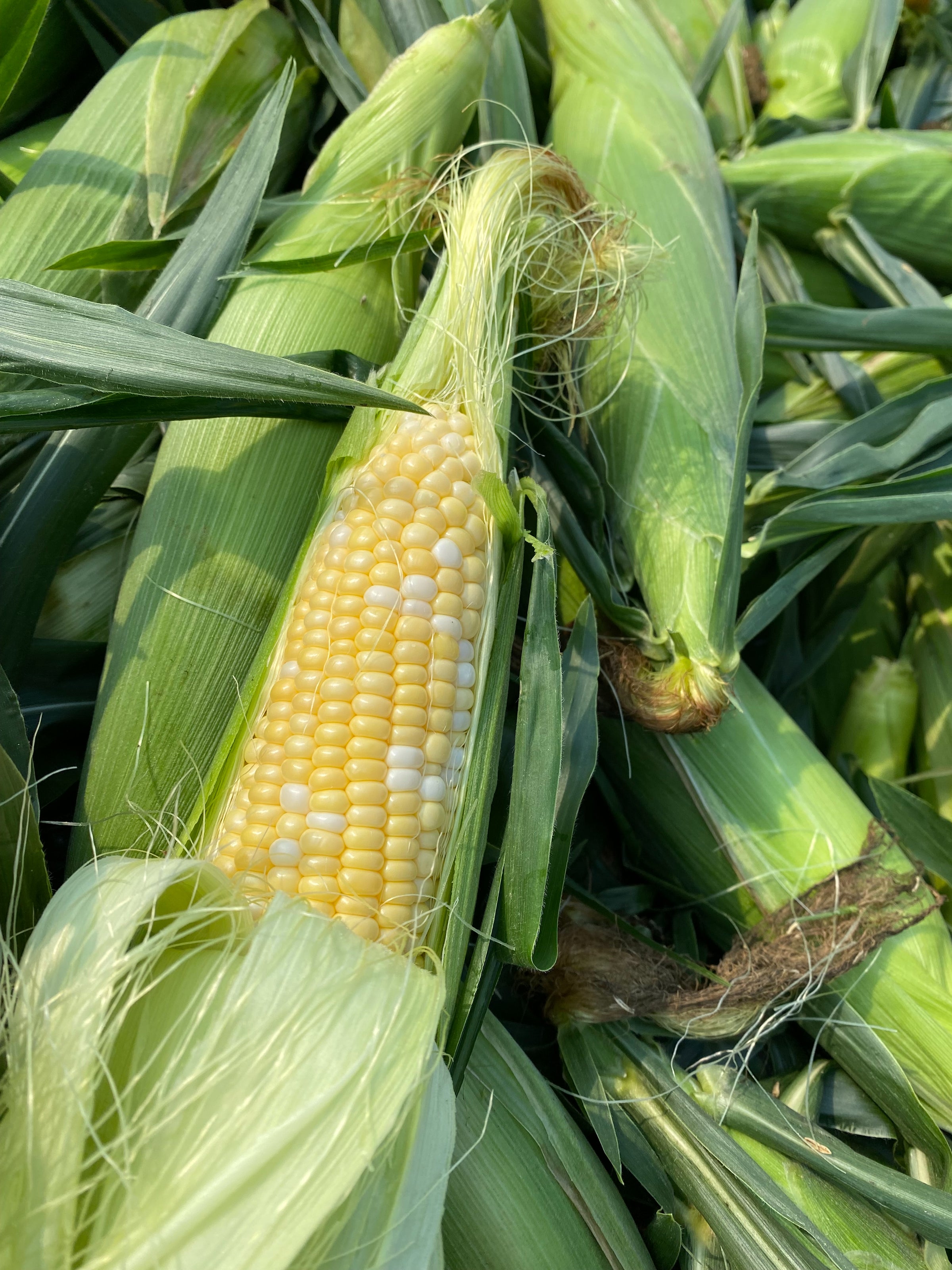 Sweet Corns