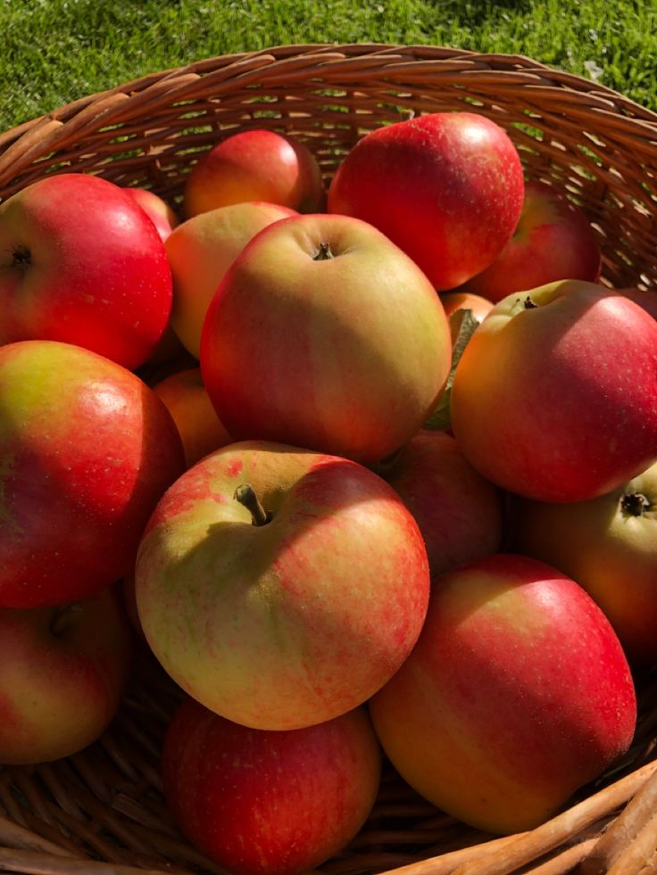 Apples