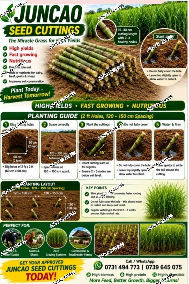 Juncao Grass Seed cuttings