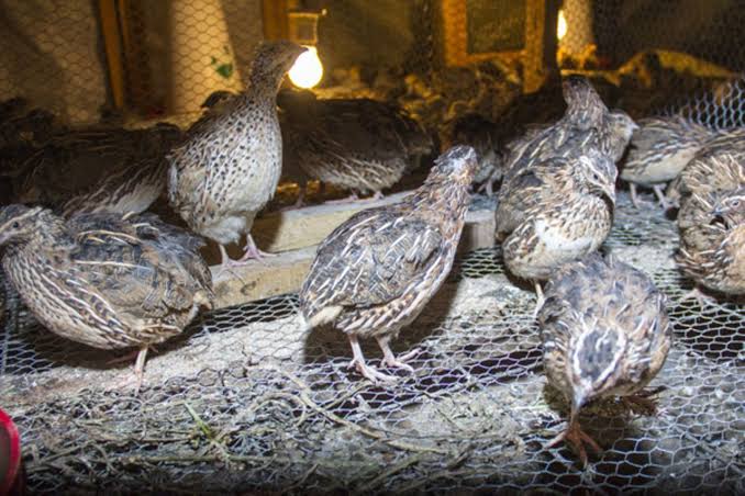 Quails