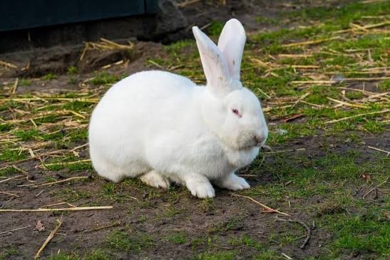 Rabbits