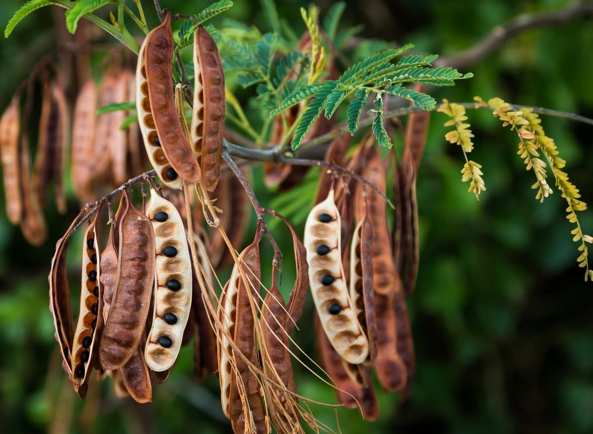Acacia Seed