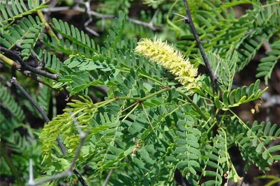 Prosopis
