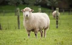 SHEEP