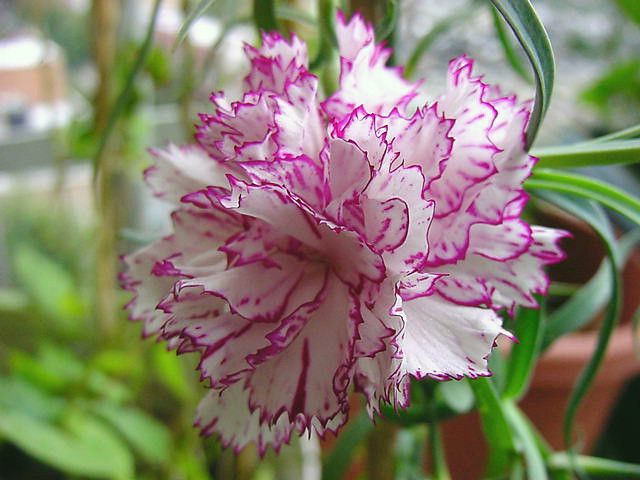 Standard carnations