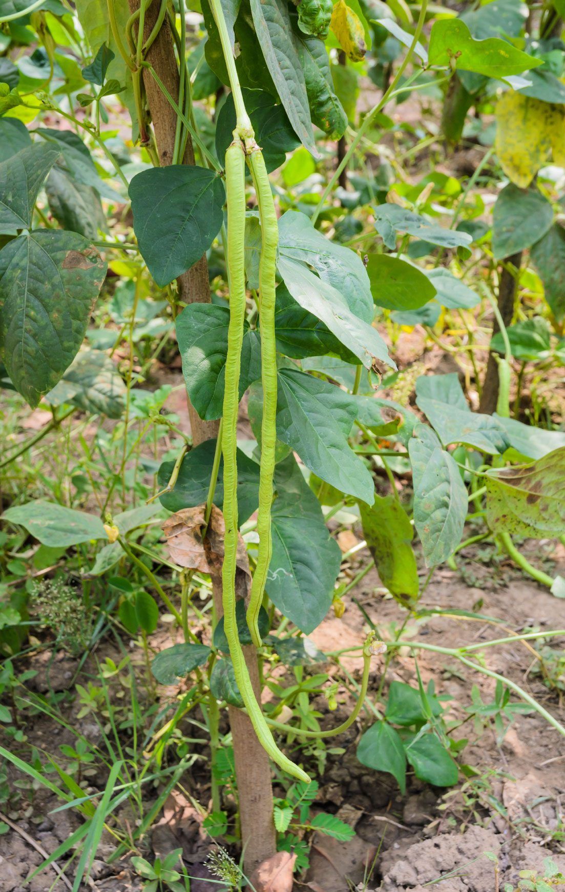 Long Beans