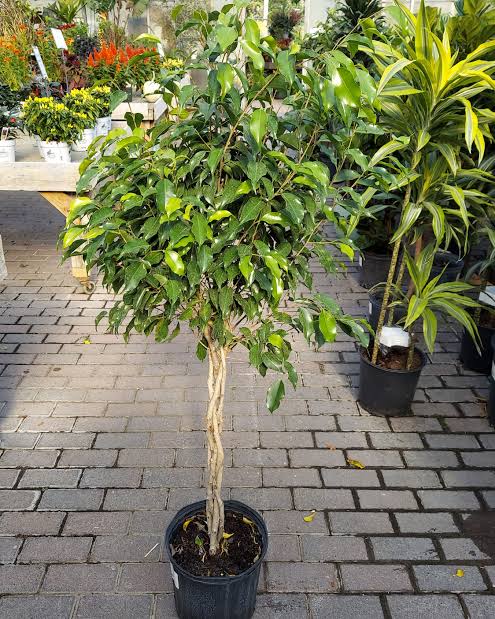Ficus