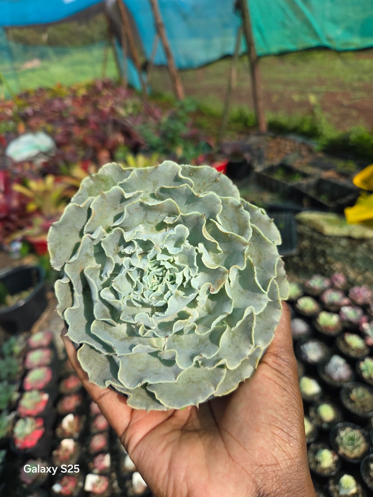 Succulents