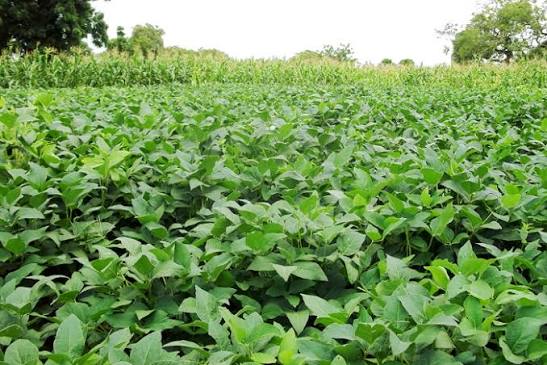 Cowpeas(Kunde)