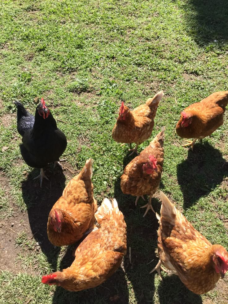 Hens