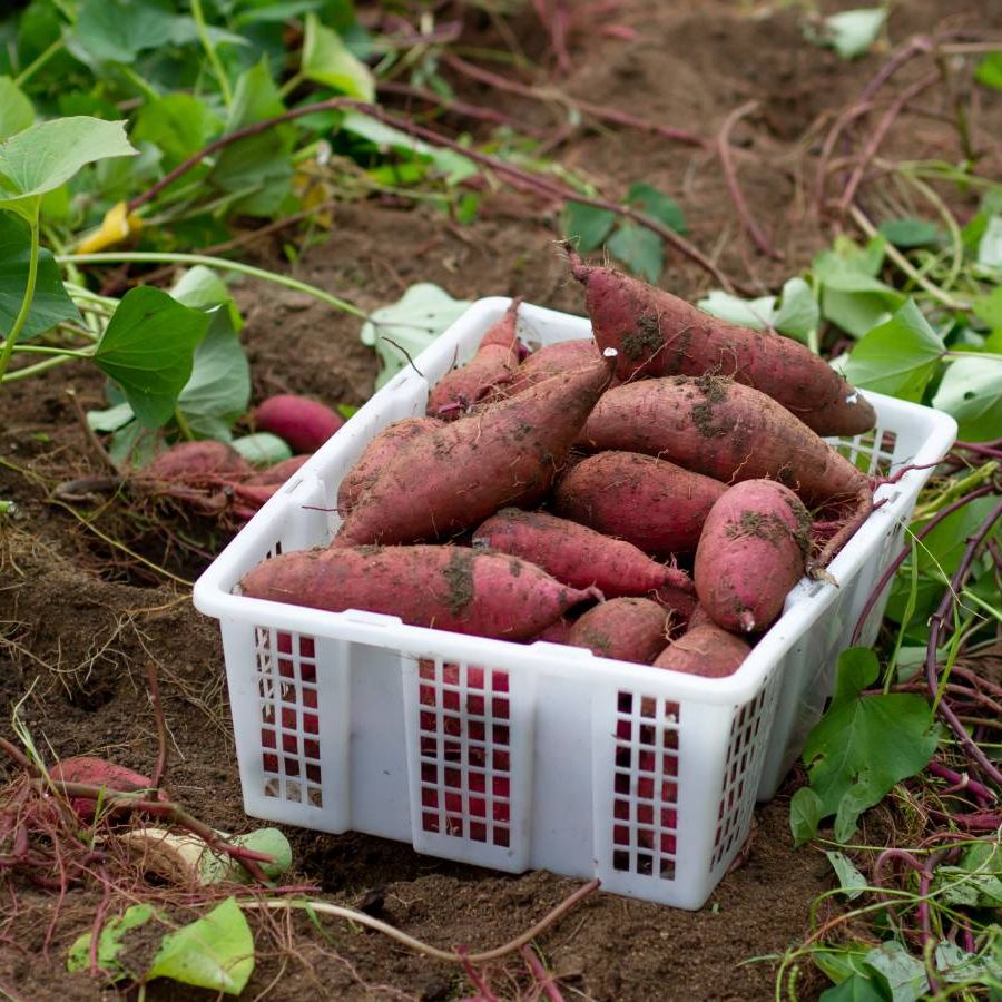 Sweet Potatoes