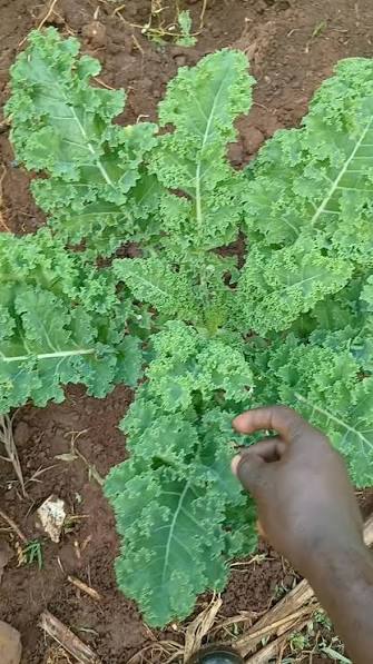 Sukuma wiki