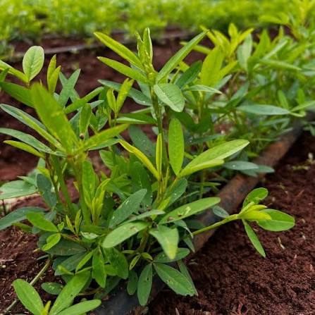 Mitto/Crotalaria