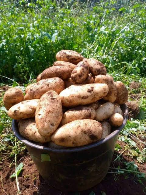 Irish Potato