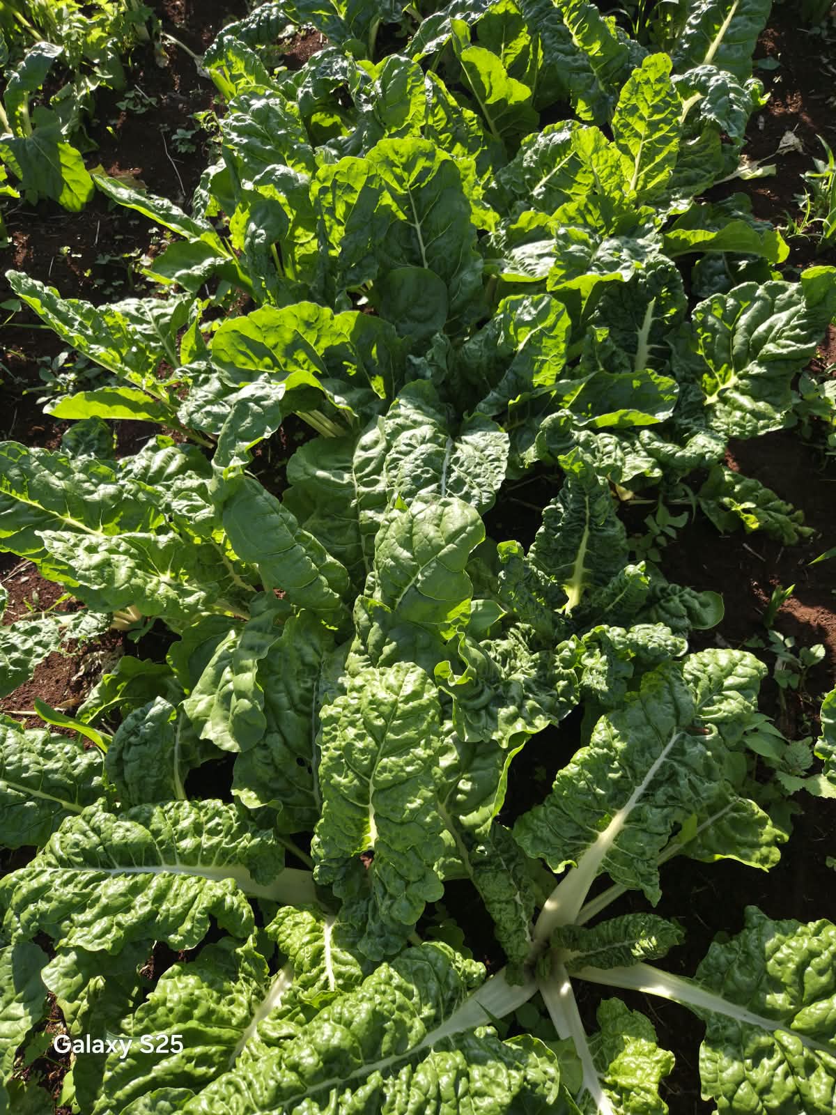 Spinach