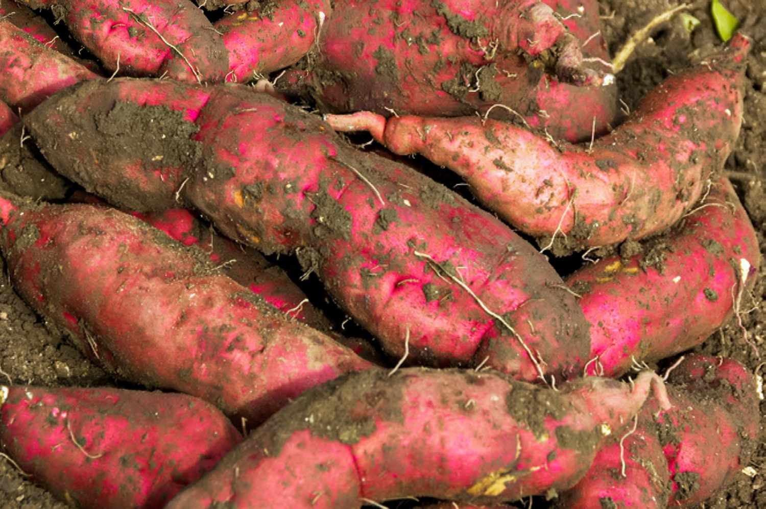 Sweetpotatoes