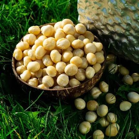 Macadamia