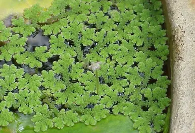Azolla