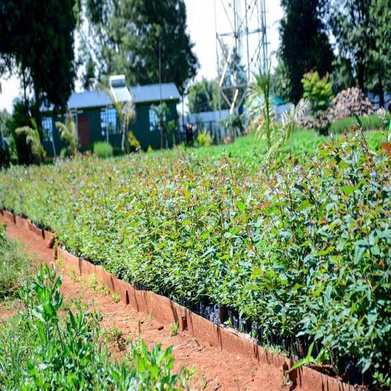 Eucalyptus seedlings(Blue Gum)
