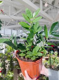 zz plant