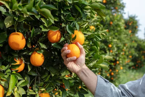 ORANGES