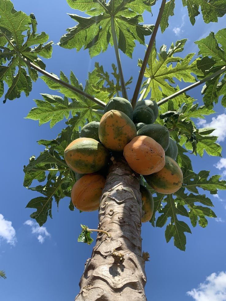 Pawpaw