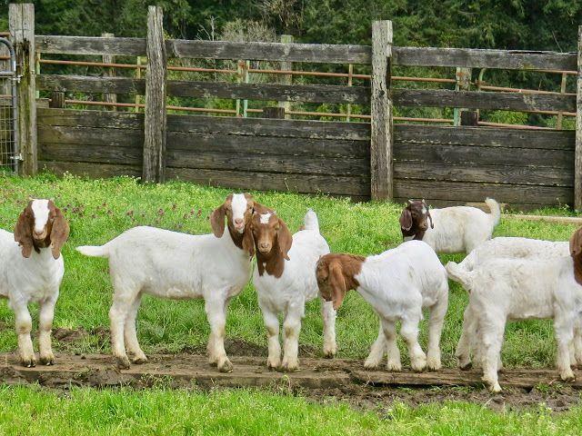 Fresh Farm Products